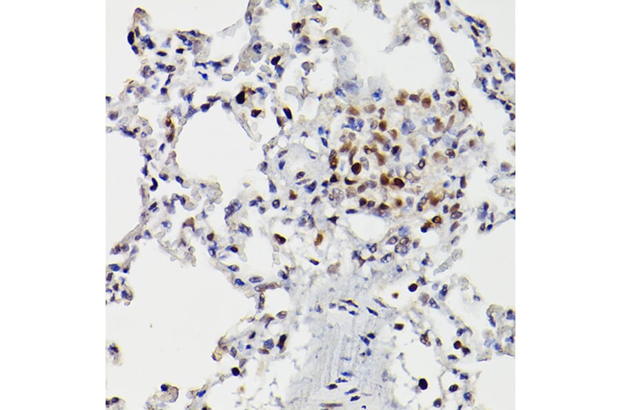 Immunohistochemistry - Anti-HDAC9 Antibody (A13481) - Antibodies.com