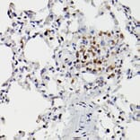 Immunohistochemistry - Anti-HDAC9 Antibody (A13481) - Antibodies.com