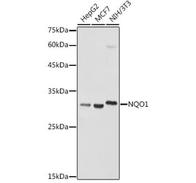 Western Blot - Anti-NQO1 Antibody (A13483) - Antibodies.com