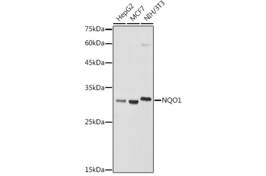 Western Blot - Anti-NQO1 Antibody (A13483) - Antibodies.com