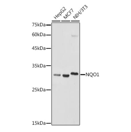 Western Blot - Anti-NQO1 Antibody (A13483) - Antibodies.com
