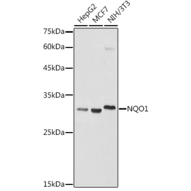 Western Blot - Anti-NQO1 Antibody (A13483) - Antibodies.com
