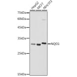 Western Blot - Anti-NQO1 Antibody (A13483) - Antibodies.com