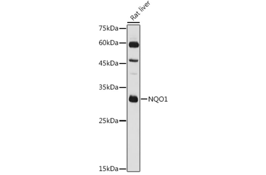 Western Blot - Anti-NQO1 Antibody (A13483) - Antibodies.com