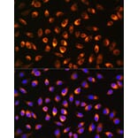 Immunofluorescence - Anti-NQO1 Antibody (A13483) - Antibodies.com