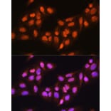 Immunofluorescence - Anti-PRMT5 Antibody (A13485) - Antibodies.com