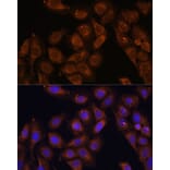 Immunofluorescence - Anti-RENT1/hUPF1 Antibody (A13486) - Antibodies.com