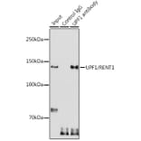 Western Blot - Anti-RENT1/hUPF1 Antibody (A13486) - Antibodies.com