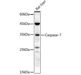 Western Blot - Anti-Caspase-7 Antibody (A13487) - Antibodies.com