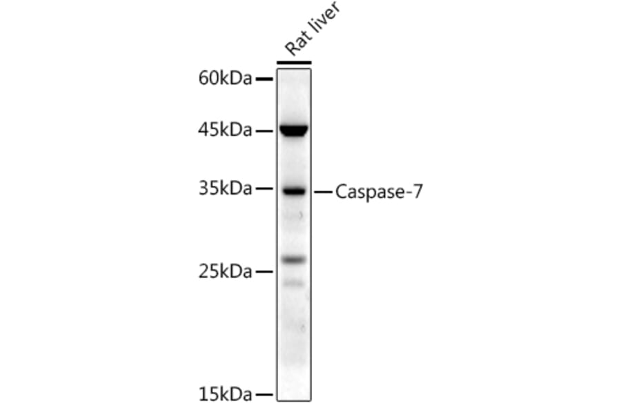 Western Blot - Anti-Caspase-7 Antibody (A13487) - Antibodies.com