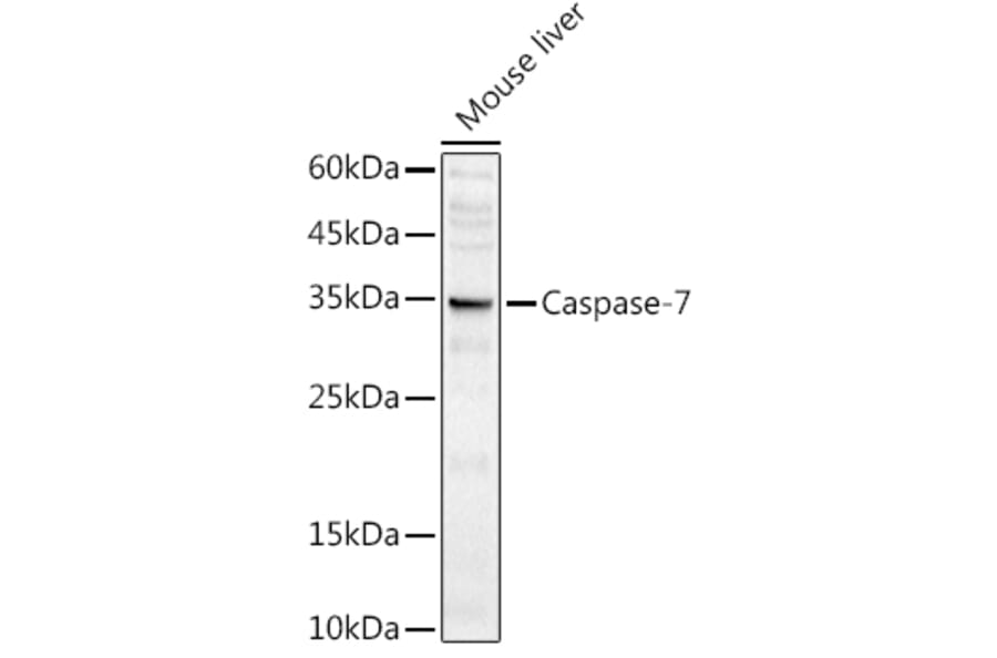 Western Blot - Anti-Caspase-7 Antibody (A13487) - Antibodies.com