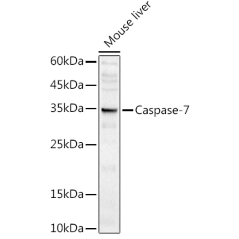 Western Blot - Anti-Caspase-7 Antibody (A13487) - Antibodies.com