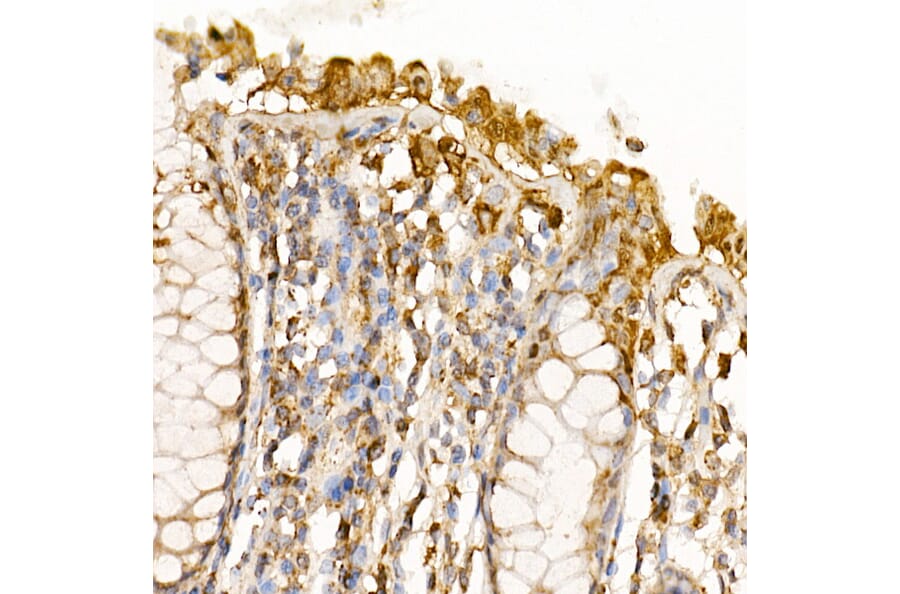 Immunohistochemistry - Anti-Caspase-7 Antibody (A13487) - Antibodies.com