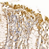 Immunohistochemistry - Anti-Caspase-7 Antibody (A13487) - Antibodies.com