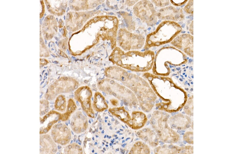 Immunohistochemistry - Anti-Caspase-7 Antibody (A13487) - Antibodies.com