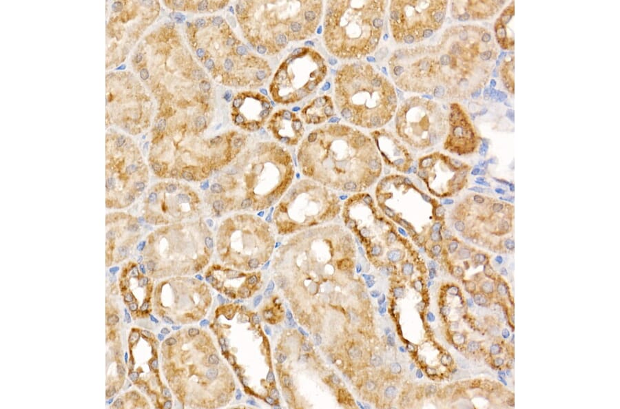 Immunohistochemistry - Anti-Caspase-7 Antibody (A13487) - Antibodies.com