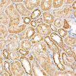 Immunohistochemistry - Anti-Caspase-7 Antibody (A13487) - Antibodies.com