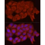 Immunofluorescence - Anti-Caspase-7 Antibody (A13487) - Antibodies.com