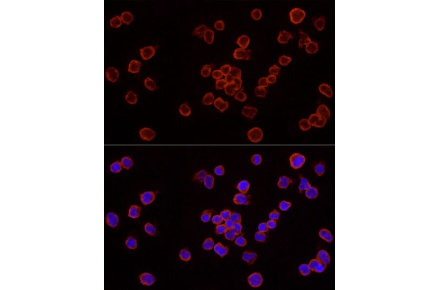 Immunofluorescence - Anti-Caspase-7 Antibody (A13487) - Antibodies.com