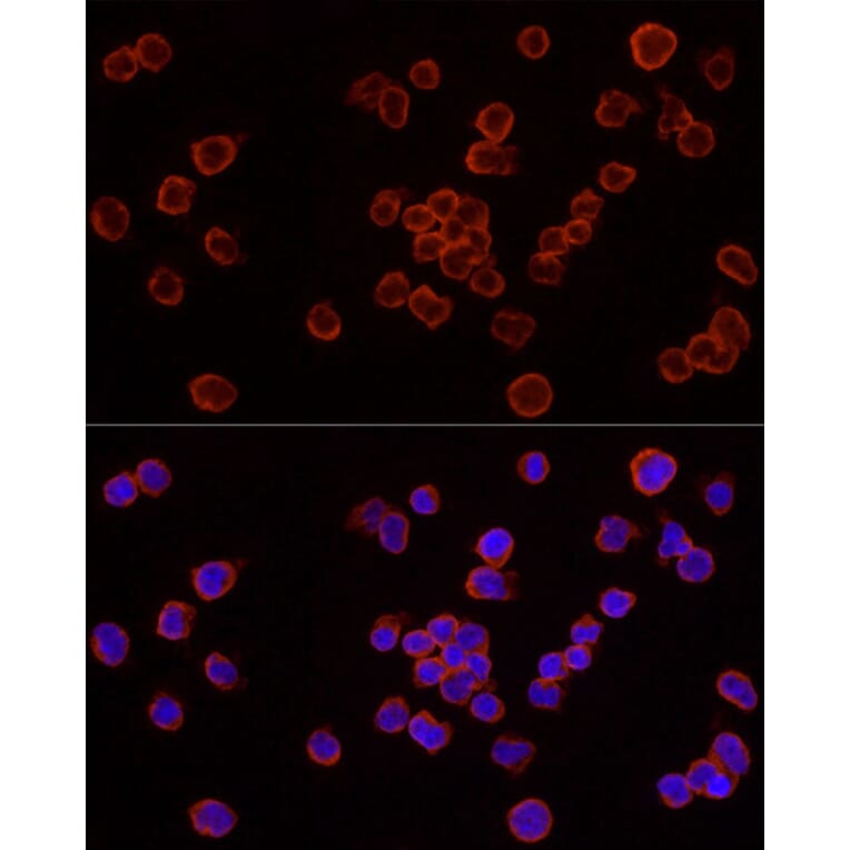 Immunofluorescence - Anti-Caspase-7 Antibody (A13487) - Antibodies.com