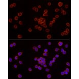 Immunofluorescence - Anti-Caspase-7 Antibody (A13487) - Antibodies.com