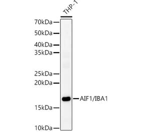 Western Blot - Anti-Iba1 Antibody (A13488) - Antibodies.com