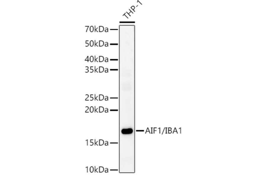 Western Blot - Anti-Iba1 Antibody (A13488) - Antibodies.com