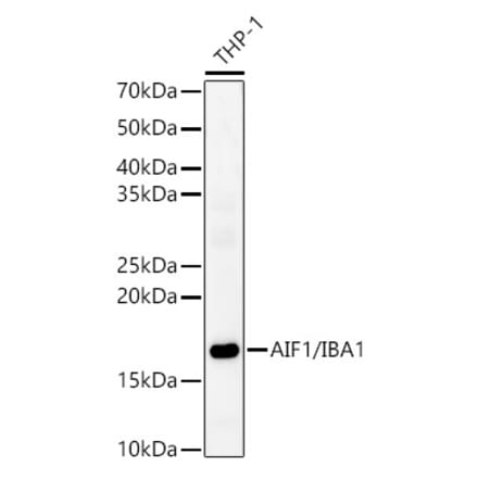 Western Blot - Anti-Iba1 Antibody (A13488) - Antibodies.com