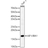 Western Blot - Anti-Iba1 Antibody (A13488) - Antibodies.com