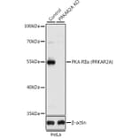 Western Blot - Anti-PKA R2/PKR2 Antibody (A13489) - Antibodies.com