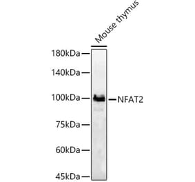 Western Blot - Anti-NFAT2 Antibody (A13493) - Antibodies.com