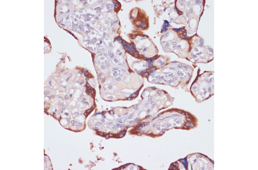 Immunohistochemistry - Anti-NFAT2 Antibody (A13493) - Antibodies.com