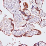 Immunohistochemistry - Anti-NFAT2 Antibody (A13493) - Antibodies.com
