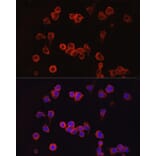 Immunofluorescence - Anti-NFAT2 Antibody (A13493) - Antibodies.com