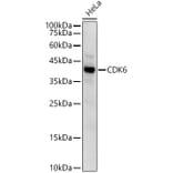 Western Blot - Anti-Cdk6 Antibody (A13498) - Antibodies.com