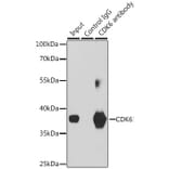 Western Blot - Anti-Cdk6 Antibody (A13498) - Antibodies.com