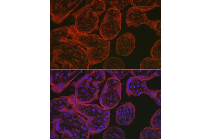 Immunofluorescence - Anti-eNOS Antibody (A13501) - Antibodies.com