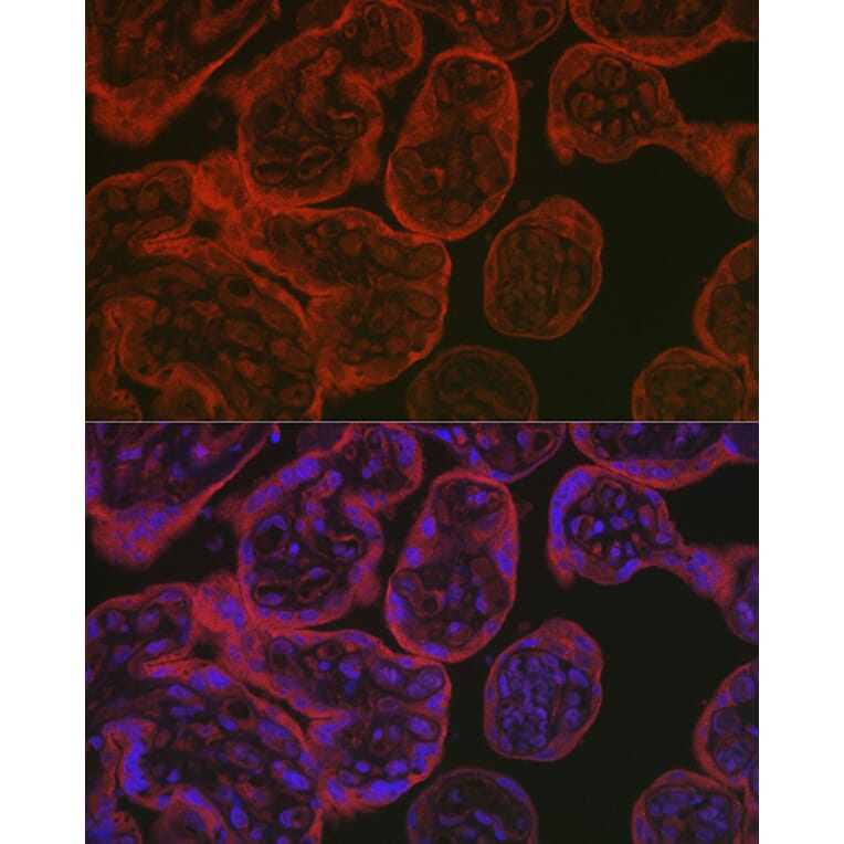 Immunofluorescence - Anti-eNOS Antibody (A13501) - Antibodies.com