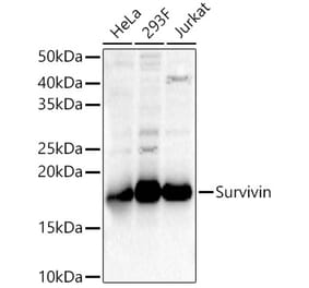 Western Blot - Anti-Survivin Antibody (A13502) - Antibodies.com