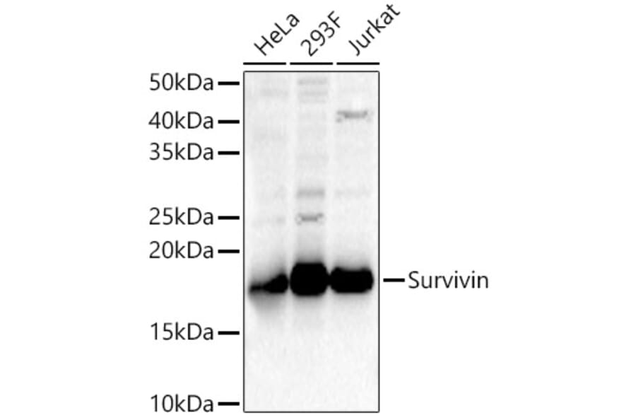 Western Blot - Anti-Survivin Antibody (A13502) - Antibodies.com