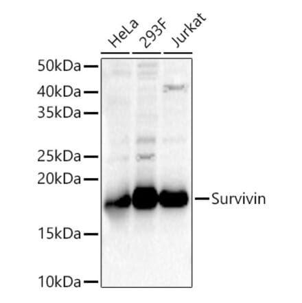 Western Blot - Anti-Survivin Antibody (A13502) - Antibodies.com
