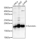 Western Blot - Anti-Survivin Antibody (A13502) - Antibodies.com