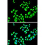 Immunofluorescence - Anti-Dopamine Receptor D3/DRD3 Antibody (A13503) - Antibodies.com