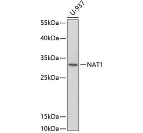 Western Blot - Anti-NAT1 Antibody (A1563) - Antibodies.com
