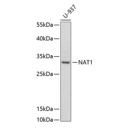 Western Blot - Anti-NAT1 Antibody (A1563) - Antibodies.com
