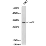 Western Blot - Anti-NAT1 Antibody (A1563) - Antibodies.com