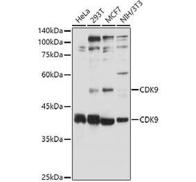 Western Blot - Anti-Cdk9 Antibody (A13508) - Antibodies.com