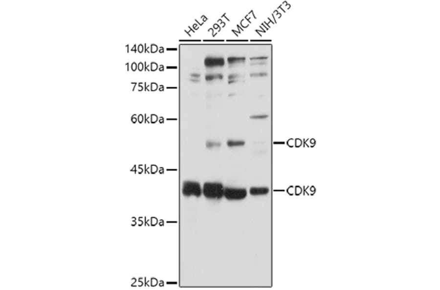 Western Blot - Anti-Cdk9 Antibody (A13508) - Antibodies.com