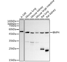 Western Blot - Anti-BMP4 Antibody (A13509) - Antibodies.com