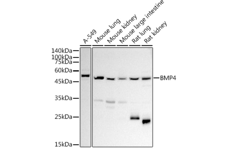 Western Blot - Anti-BMP4 Antibody (A13509) - Antibodies.com